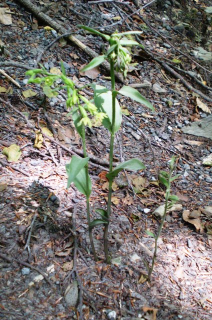 Epipactis seconda : persica subsp. gracilis?